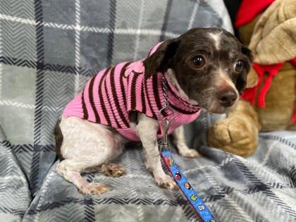 Trixie, Adoptable, Young Female Havanese & Mixed Breed.