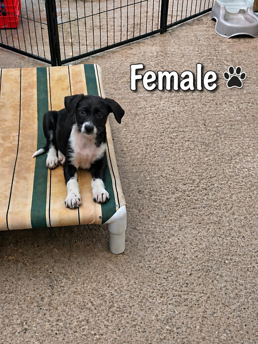 Enlarge Vega, a ADOPTABLE mixed breed in Ewing, NJ image 3/3