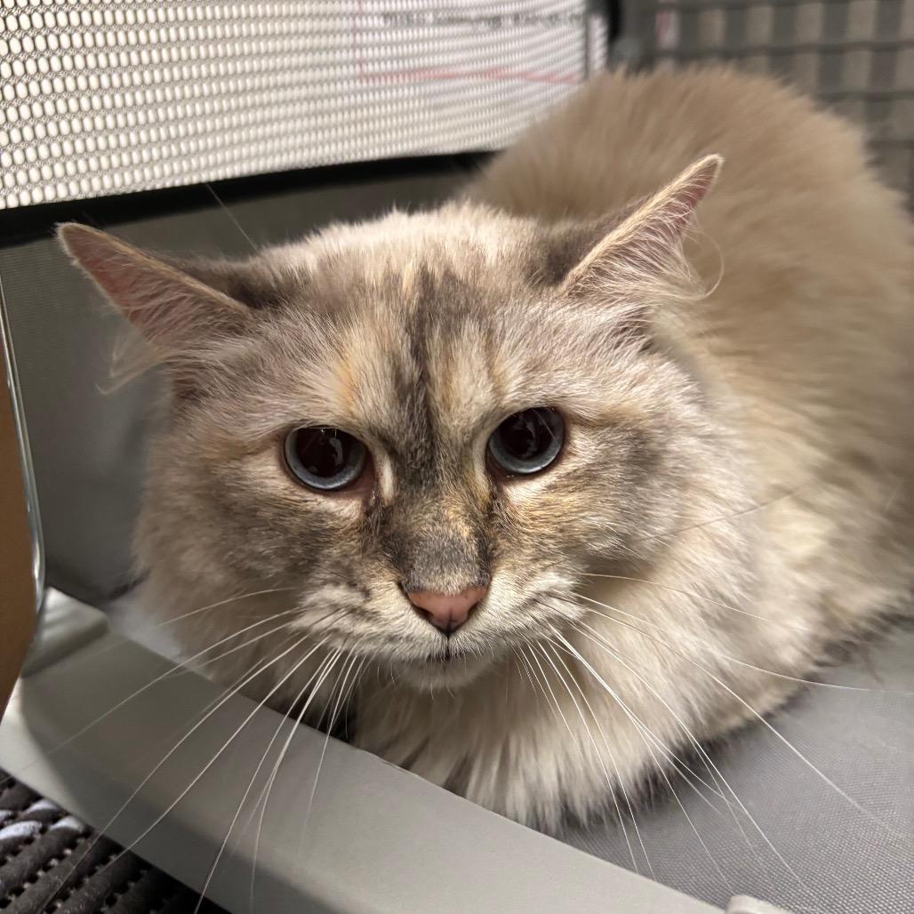 Boonoonoo, Adoptable, Adult Female Domestic Medium Hair & Domestic Medium Hair.