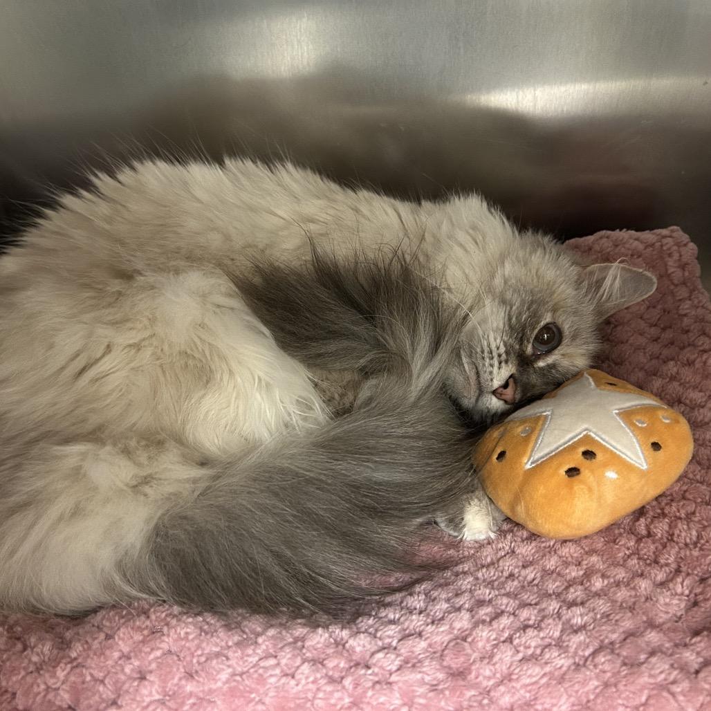 Enlarge Boonoonoo, a Adoptable mixed breed in South Burlington, VT image 3/3