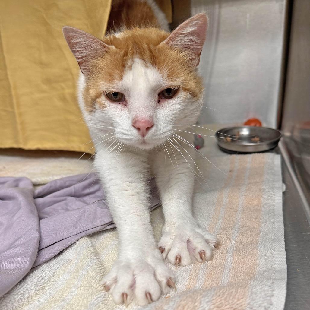 Cheetah, Adoptable, Adult Female Domestic Short Hair.