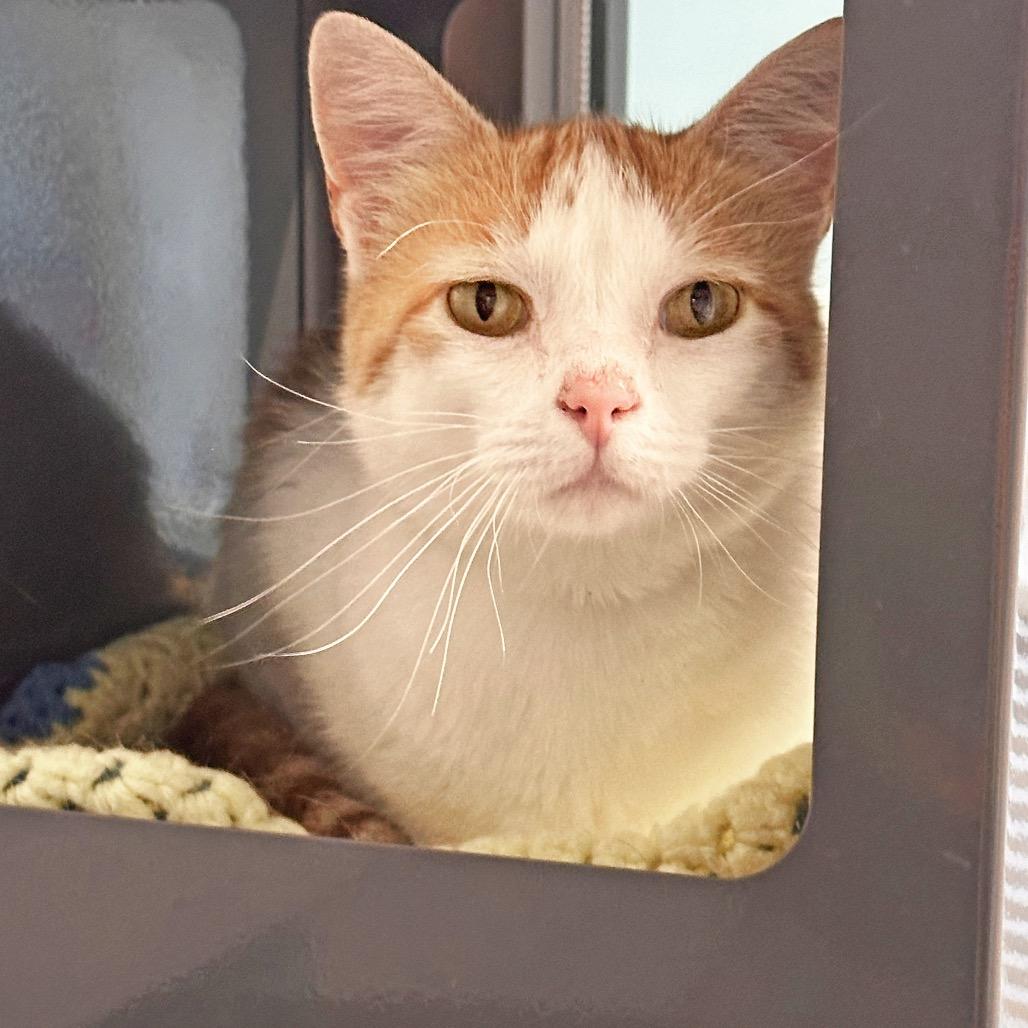 Cheetah, a Adoptable Domestic Short Hair in Hailey, ID image 2/5