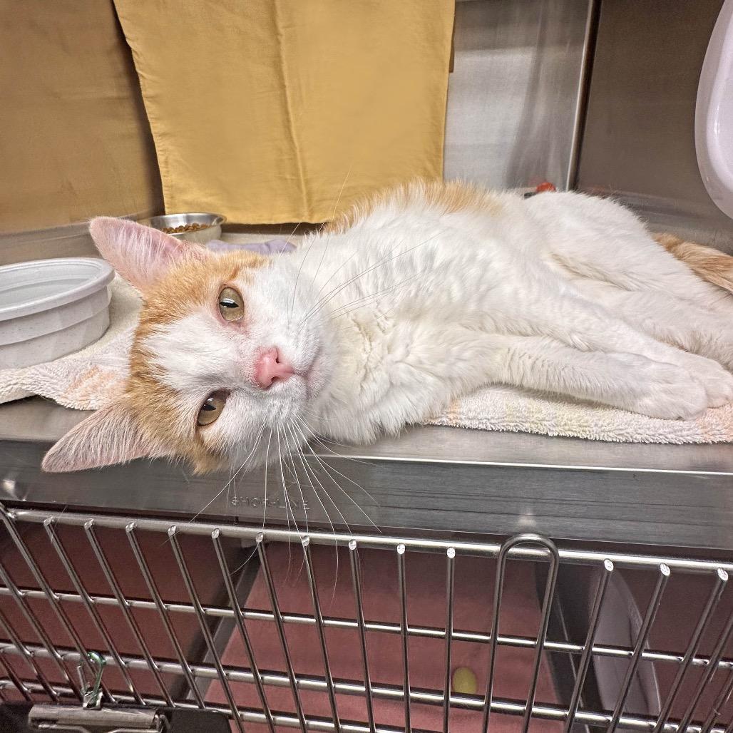 Cheetah, a Adoptable Domestic Short Hair in Hailey, ID image 3/5