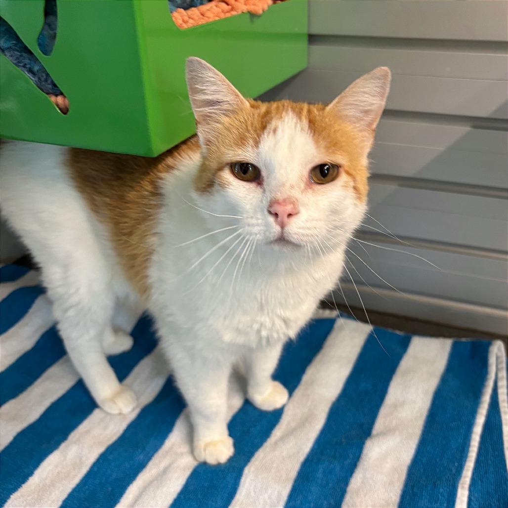 Cheetah, a Adoptable Domestic Short Hair in Hailey, ID image 4/5