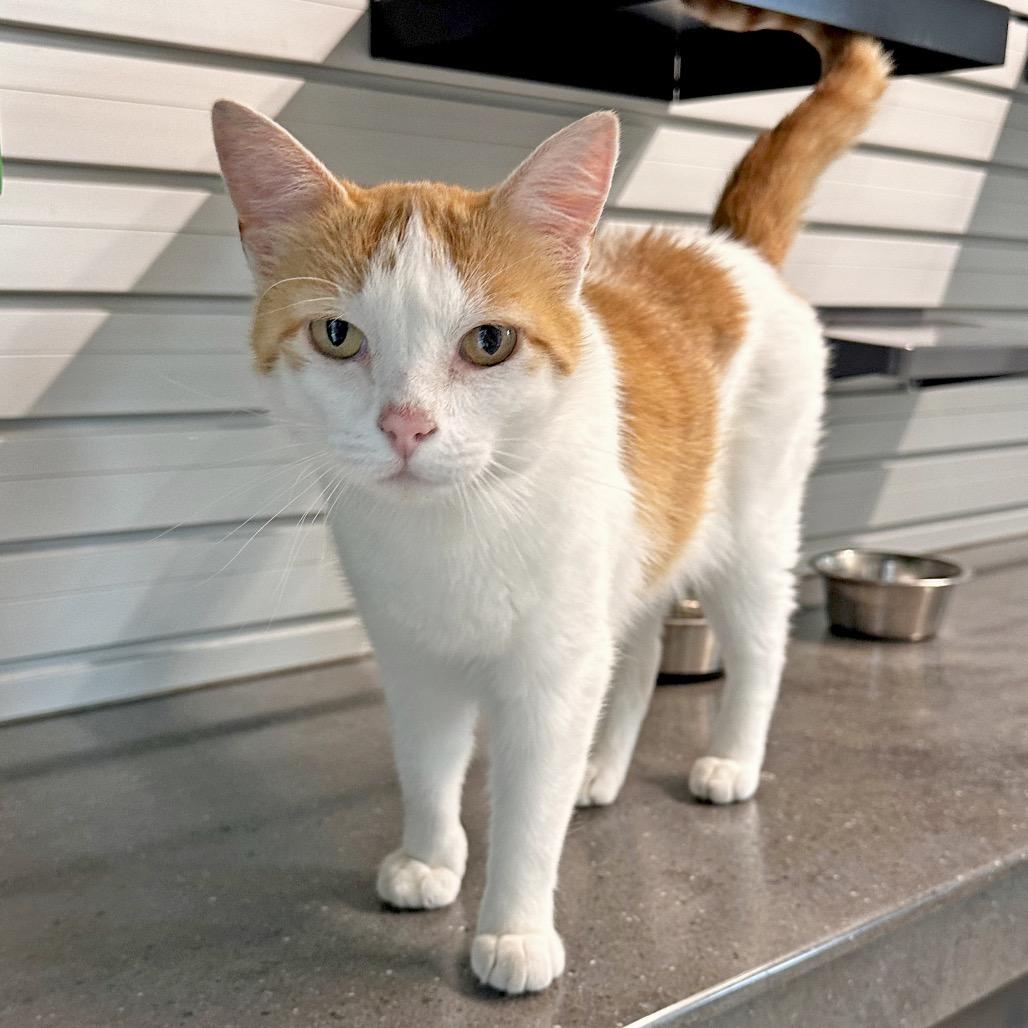 Cheetah, a Adoptable Domestic Short Hair in Hailey, ID image 5/5