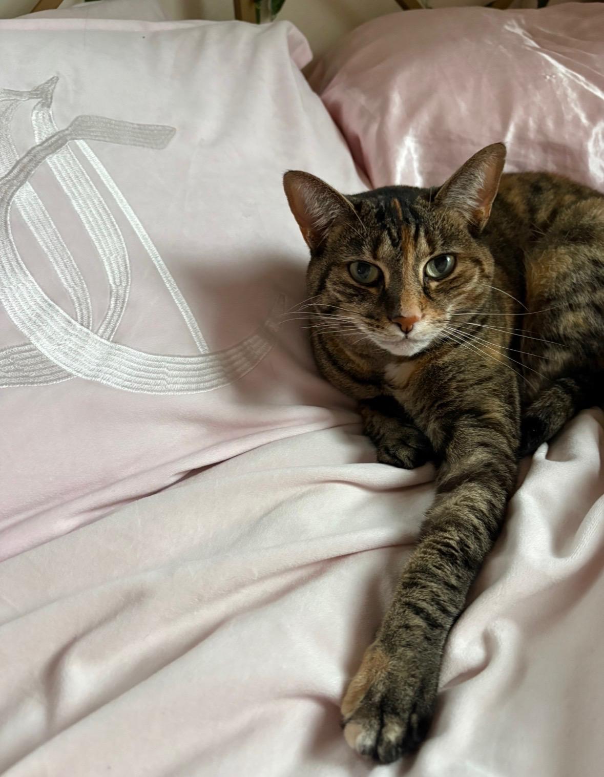 Junie, ADOPTABLE, Adult Female Tabby & Domestic Short Hair.