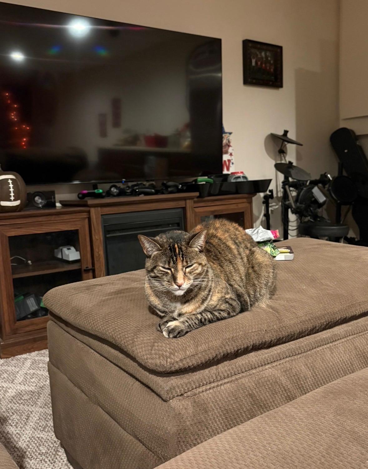 Enlarge Junie, a ADOPTABLE mixed breed in Plain City, OH image 3/4