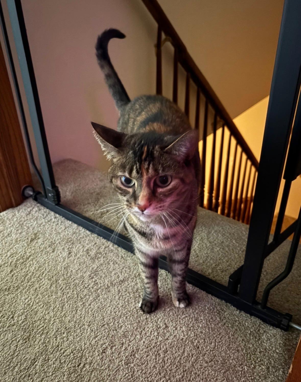 Enlarge Junie, a ADOPTABLE mixed breed in Plain City, OH image 4/4