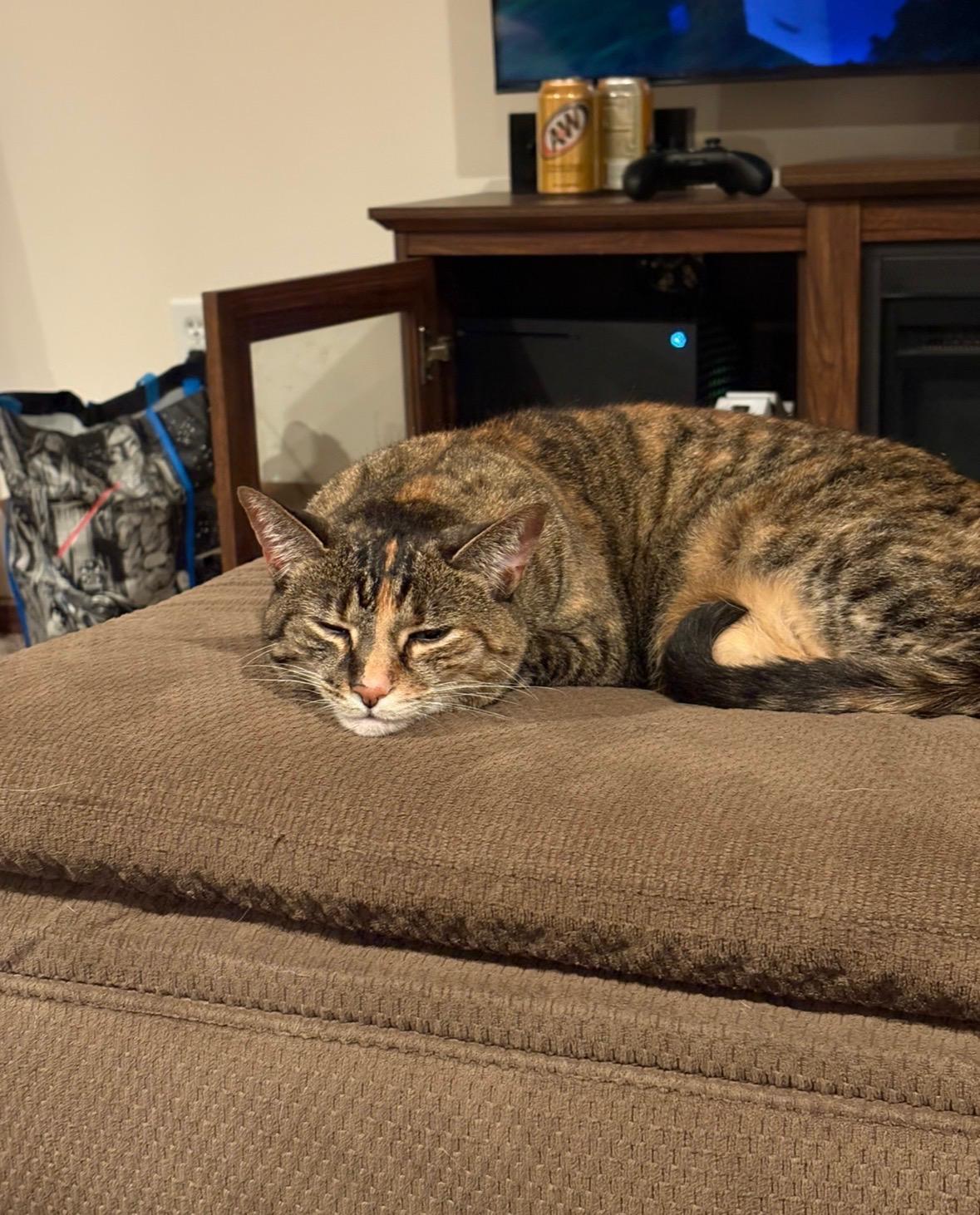 Enlarge Junie, a ADOPTABLE mixed breed in Plain City, OH image 2/4