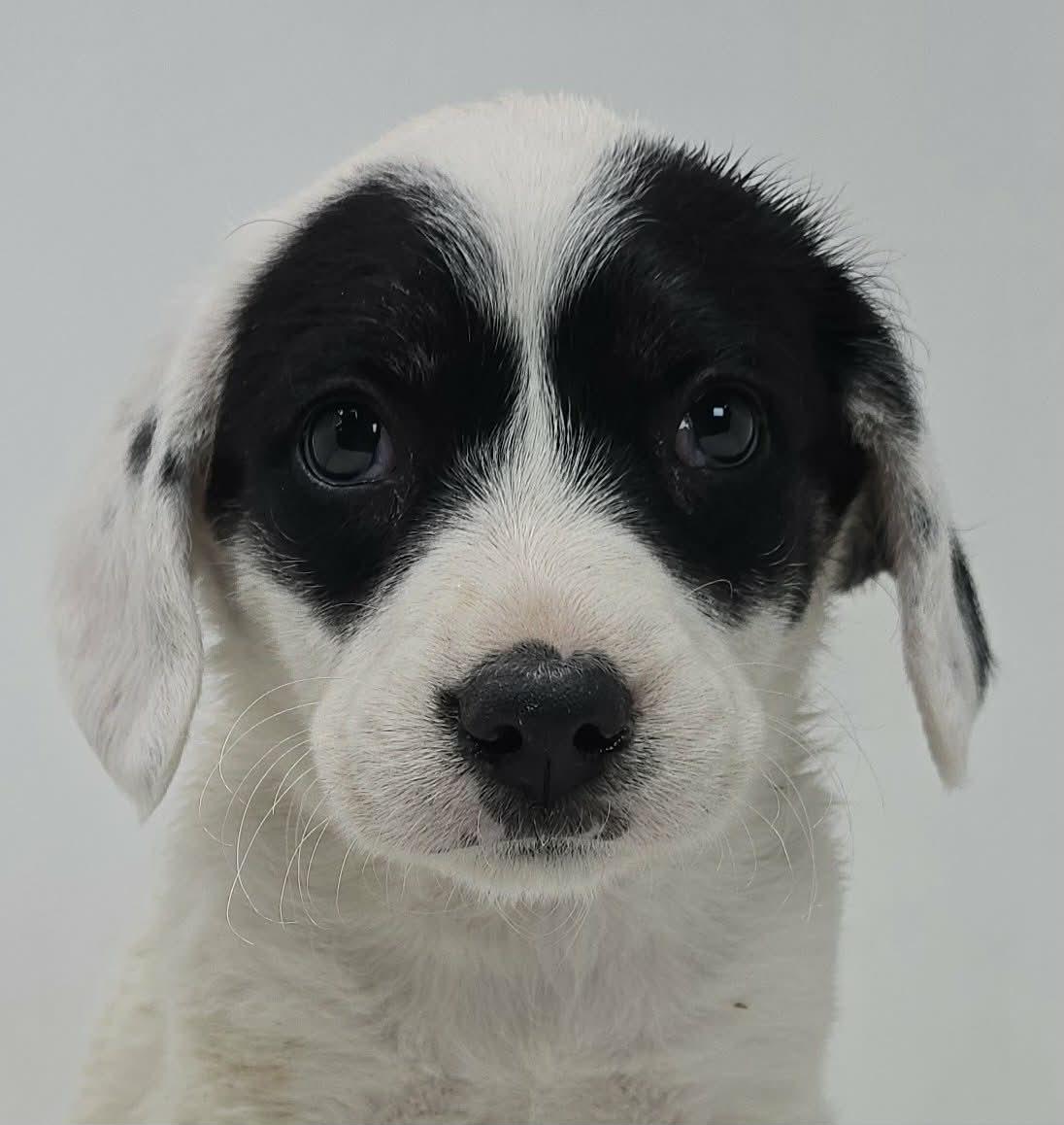 Enlarge Wise, a Adoptable mixed breed in Newport, TN image 1/3
