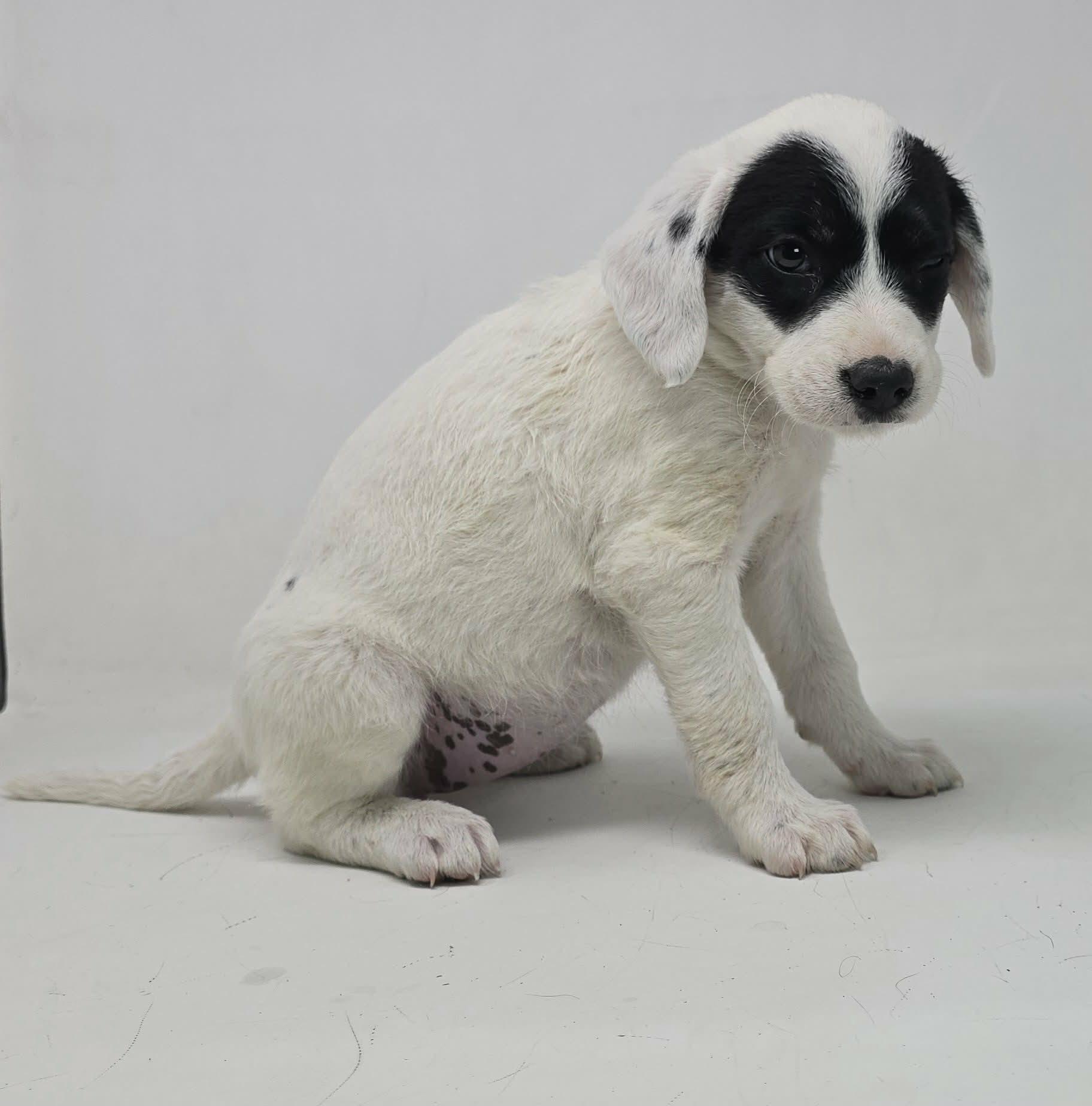Enlarge Wise, a Adoptable mixed breed in Newport, TN image 3/3