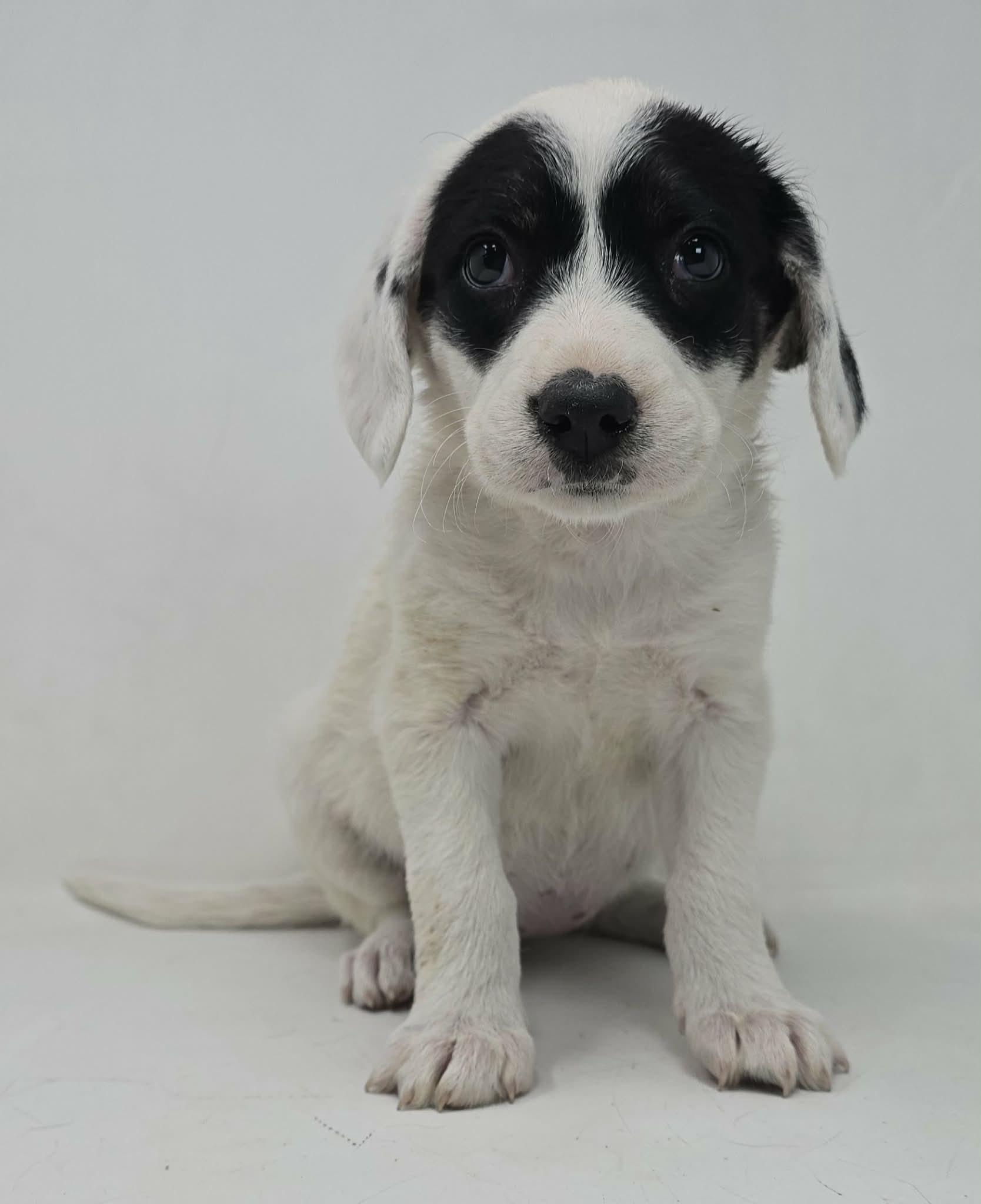 Enlarge Wise, a Adoptable mixed breed in Newport, TN image 2/3