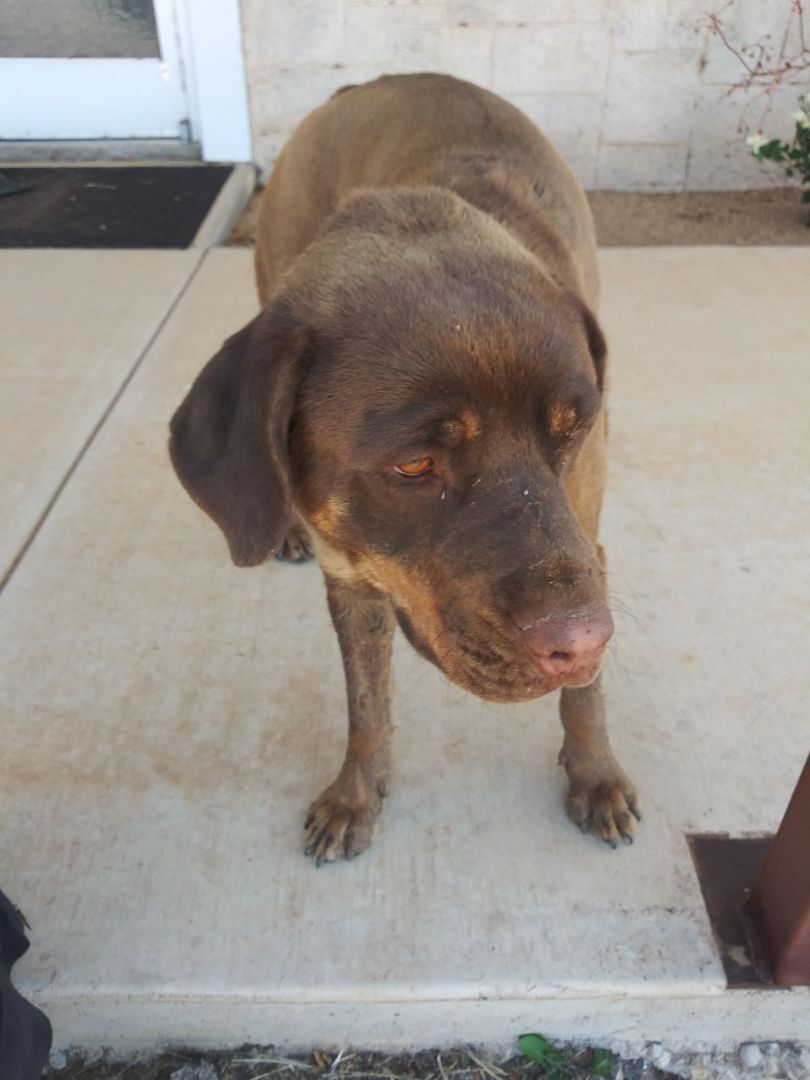 Enlarge Chloe, a Adoptable Rottweiler in Anton, TX image 1/3