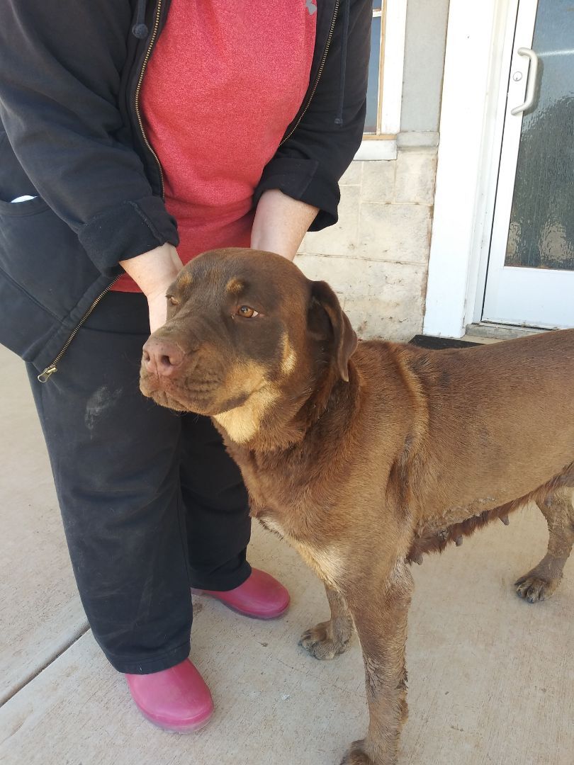 Enlarge Chloe, a Adoptable Rottweiler in Anton, TX image 2/3