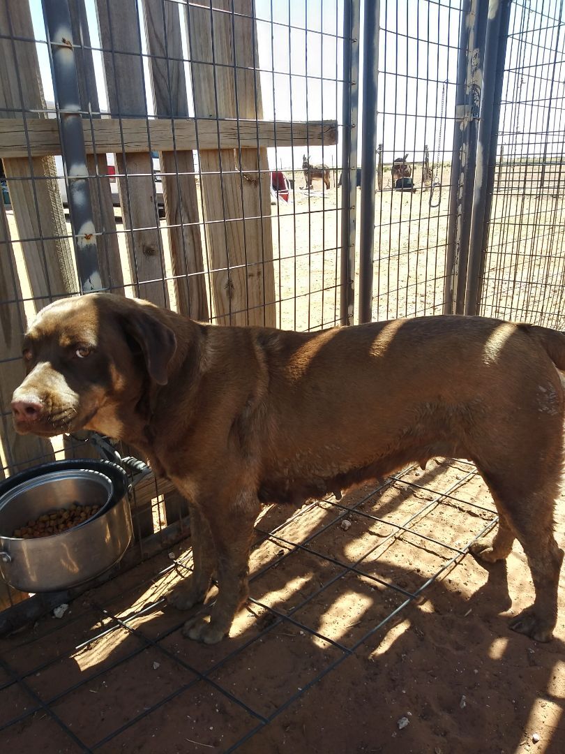Enlarge Chloe, a Adoptable Rottweiler in Anton, TX image 3/3