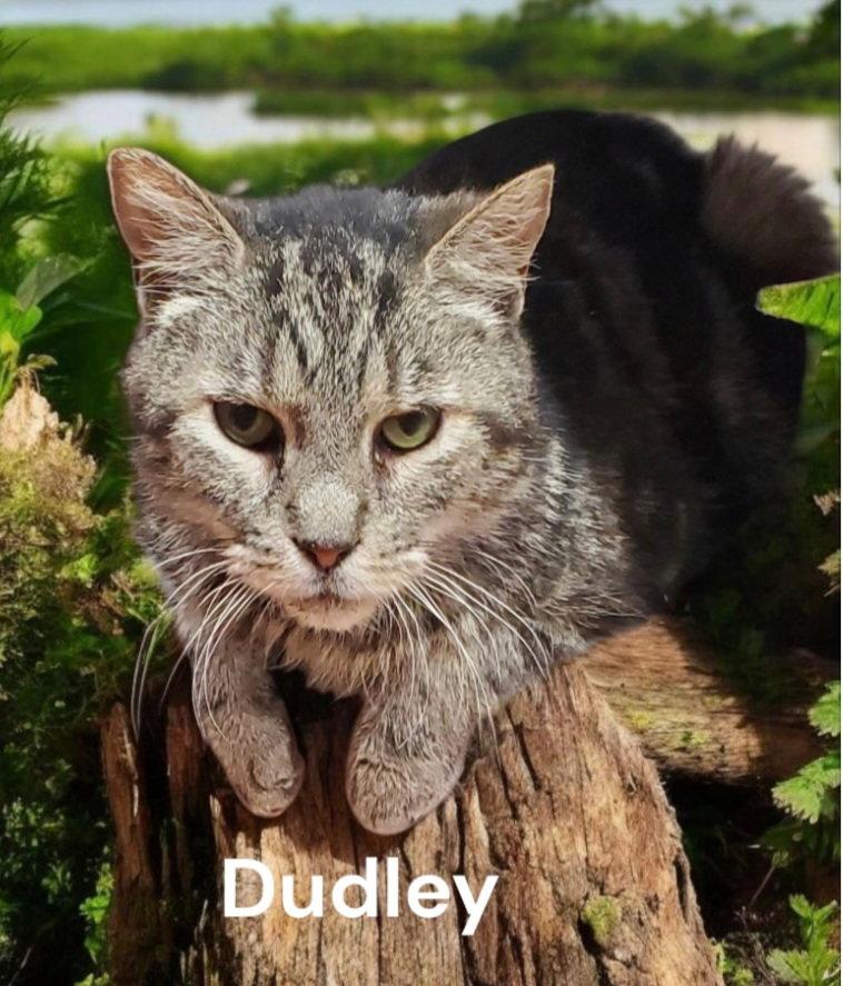 Dudley, Adoptable, Senior Male Tabby.
