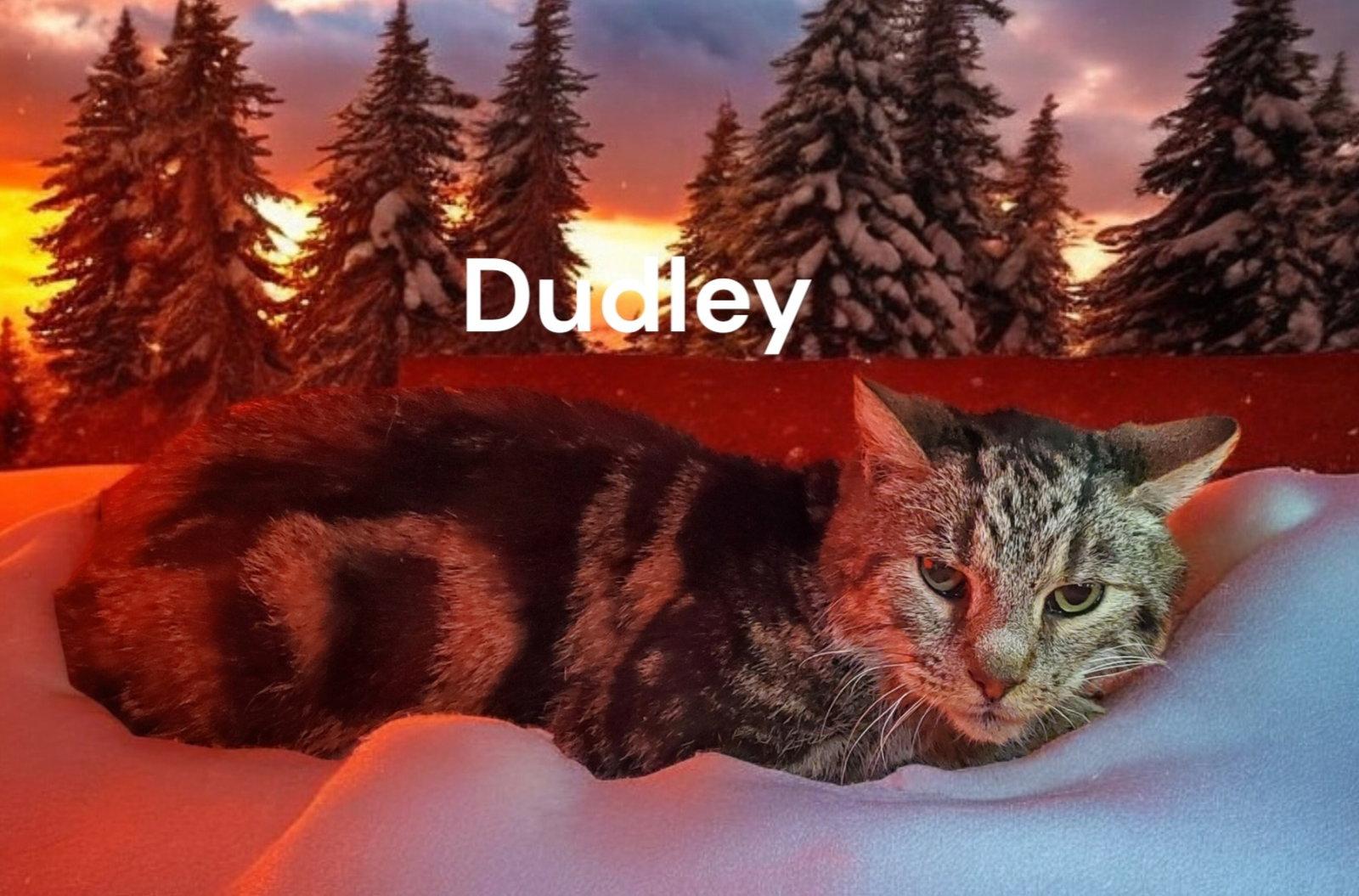 Dudley, a Adoptable Tabby in Weems, VA image 2/3