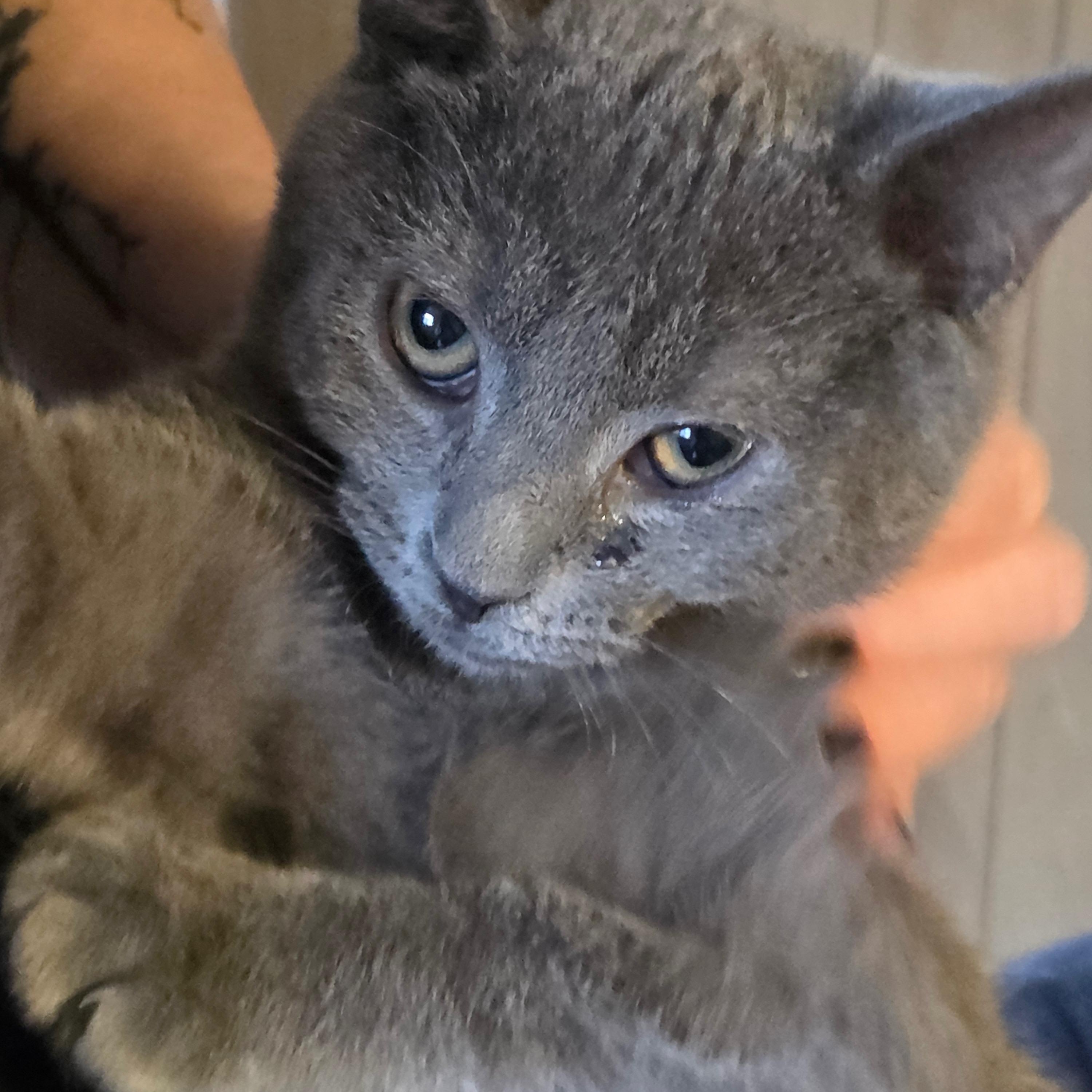 Gail, adopted, Young Female Domestic Short Hair.