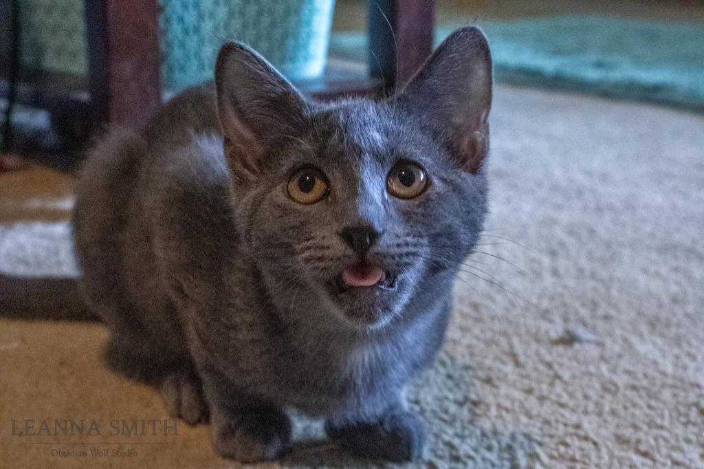 Squish, a Adoptable mixed breed in Kettering, OH image 1/3
