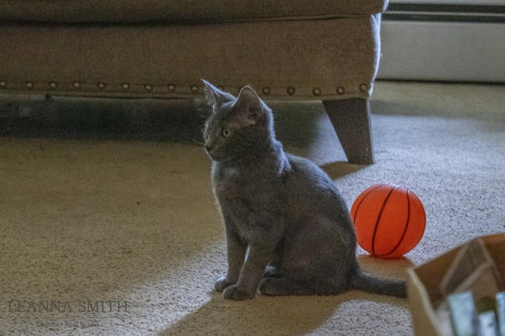 Squish, a Adoptable mixed breed in Kettering, OH image 2/3
