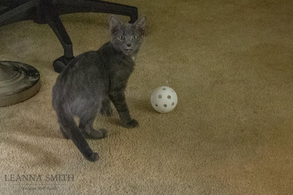 Squish, a Adoptable mixed breed in Kettering, OH image 3/3