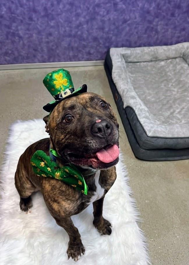 Enzo , a ADOPTABLE mixed breed in Littleton, CO image 1/2