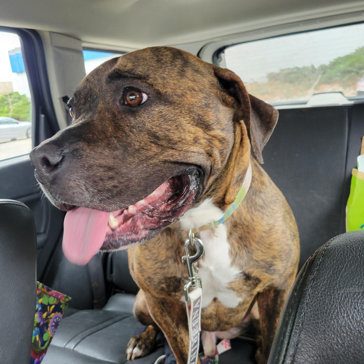 Enzo , a ADOPTABLE mixed breed in Littleton, CO image 2/2