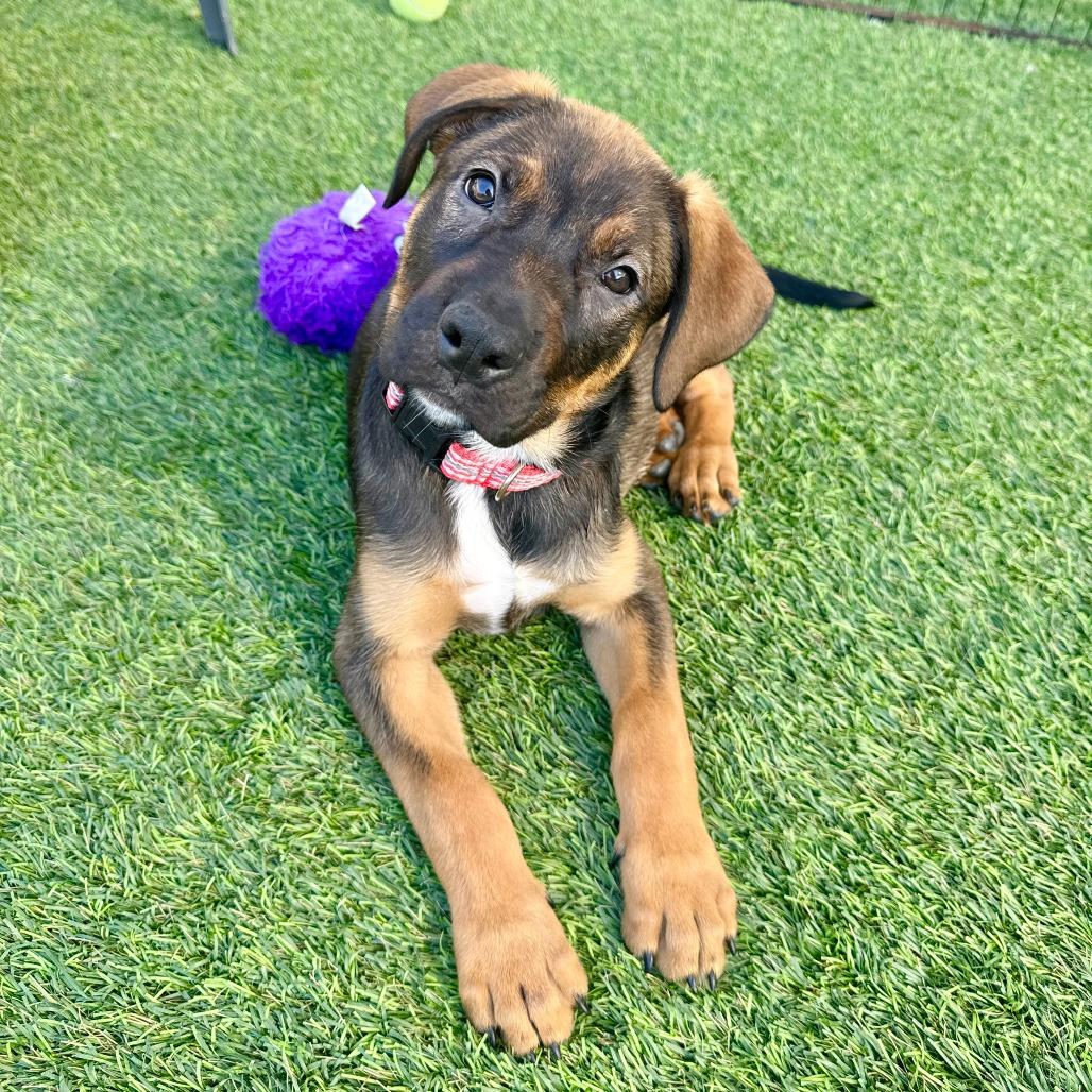 Raven, Adoptable, Puppy Female Hound & Pit Bull Terrier.