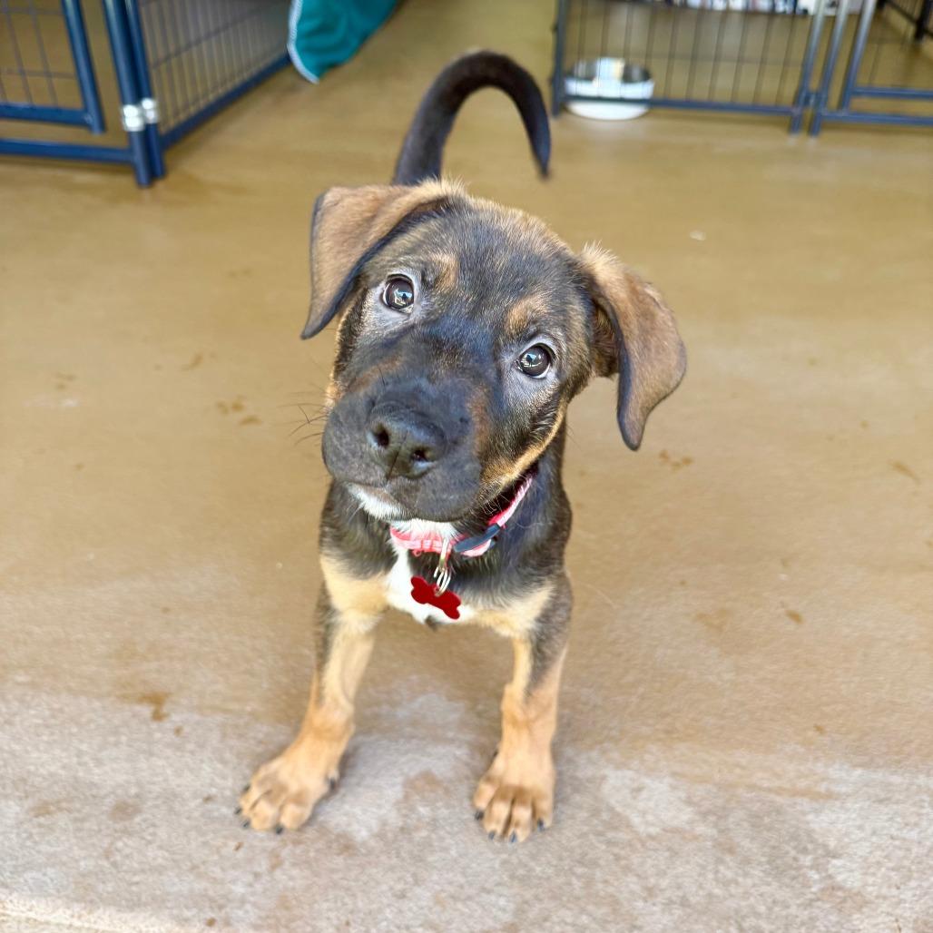 Raven, a Adoptable mixed breed in Agoura Hills, CA image 2/5