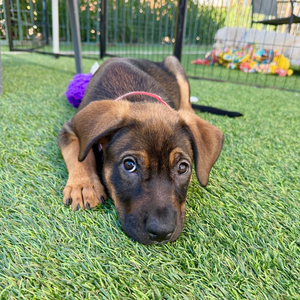 Raven, a Adoptable mixed breed in Agoura Hills, CA image 3/5