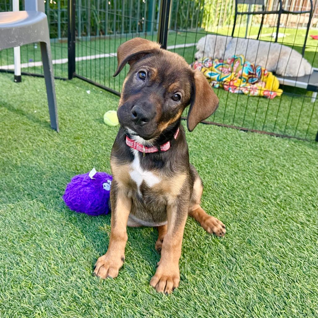 Raven, a Adoptable mixed breed in Agoura Hills, CA image 4/5