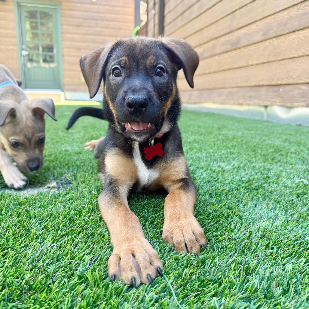 Raven, a Adoptable mixed breed in Agoura Hills, CA image 5/5