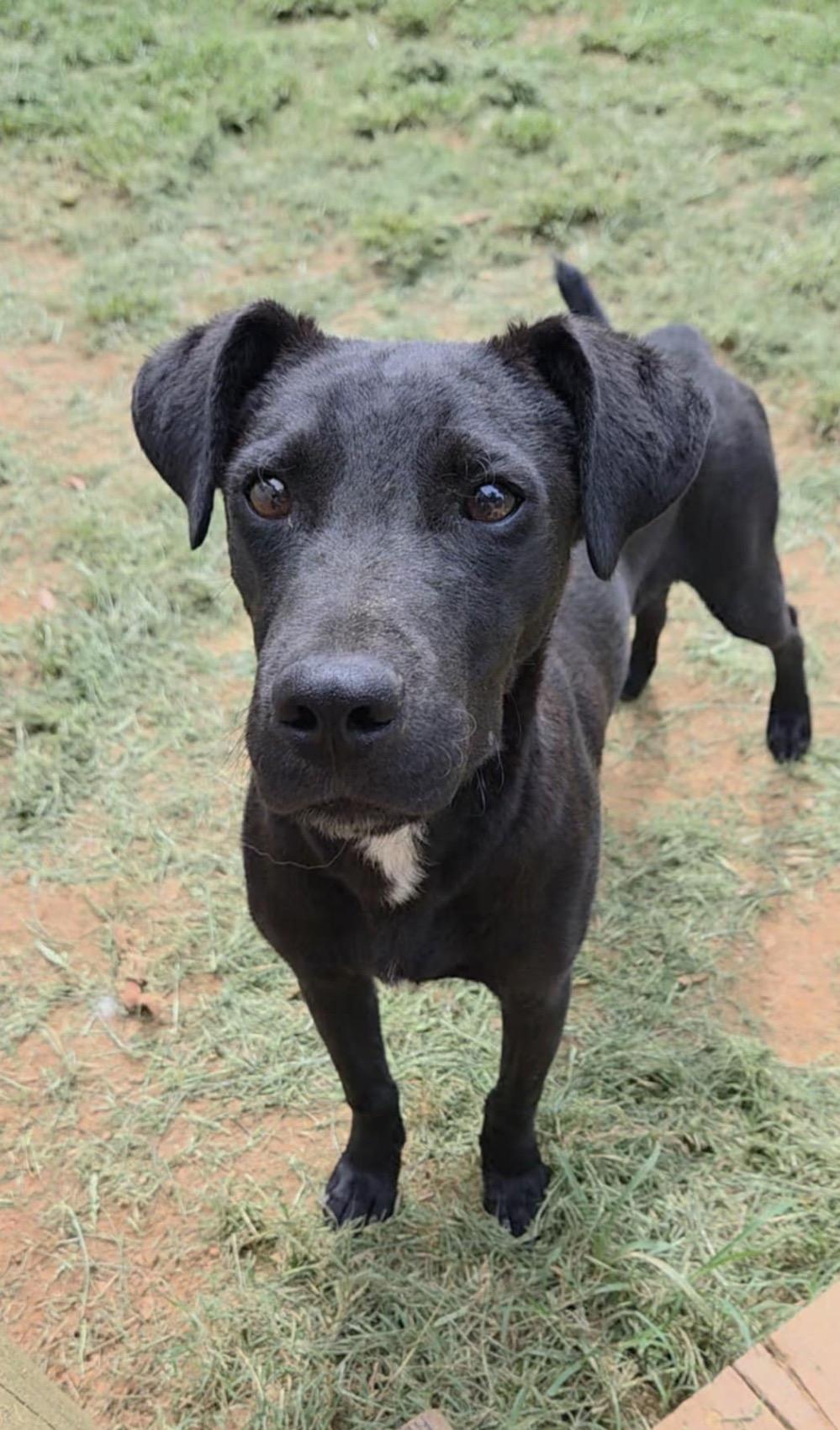 Rasmus, a Adoptable Feist in Glastonbury, CT image 2/3
