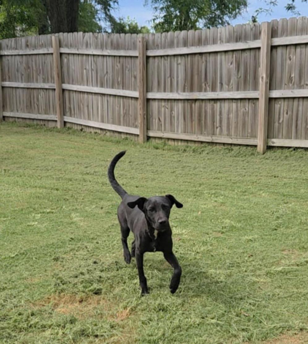 Rasmus, an adoptable Feist in Glastonbury, CT, 06033 | Photo Image 3