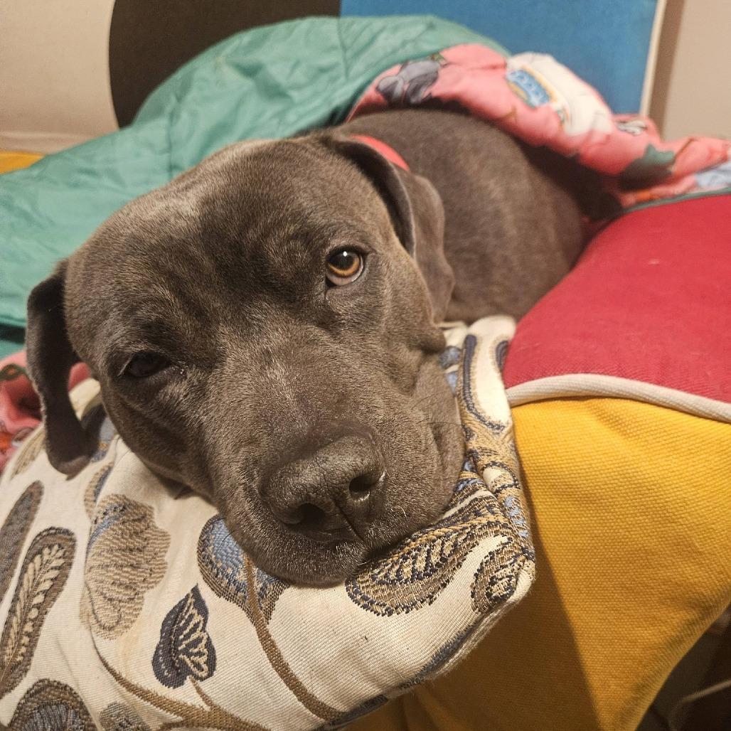 Hippolyta Freeman, Adoptable, Adult Female Mixed Breed.