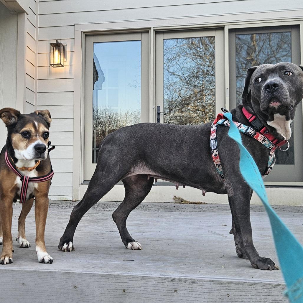 Enlarge Hippolyta Freeman, a Adoptable Mixed Breed in Philadelphia, PA image 2/6