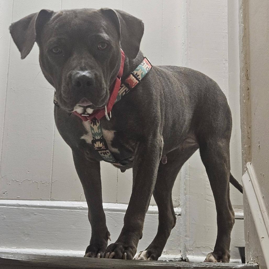 Enlarge Hippolyta Freeman, a Adoptable Mixed Breed in Philadelphia, PA image 2/6