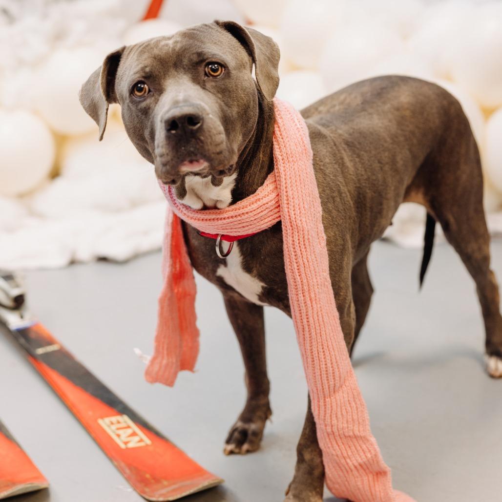 Enlarge Hippolyta Freeman, a Adoptable Mixed Breed in Philadelphia, PA image 3/6