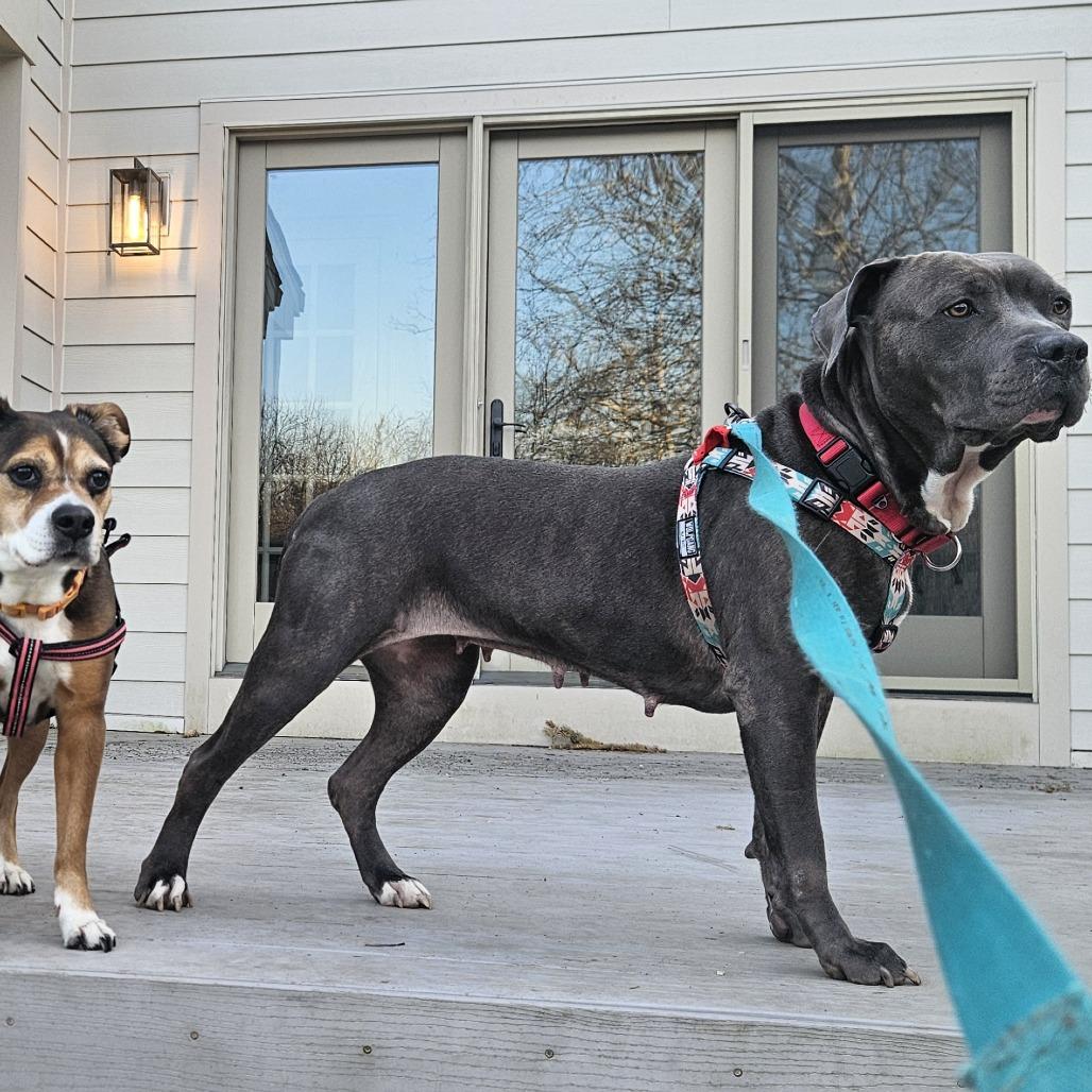 Enlarge Hippolyta Freeman, a Adoptable Mixed Breed in Philadelphia, PA image 3/6