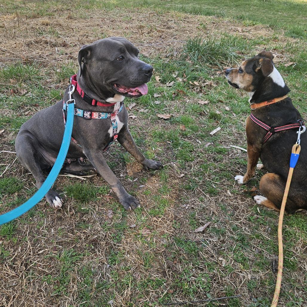 Enlarge Hippolyta Freeman, a Adoptable Mixed Breed in Philadelphia, PA image 4/6