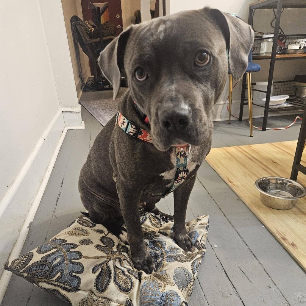 Enlarge Hippolyta Freeman, a Adoptable Mixed Breed in Philadelphia, PA image 4/6