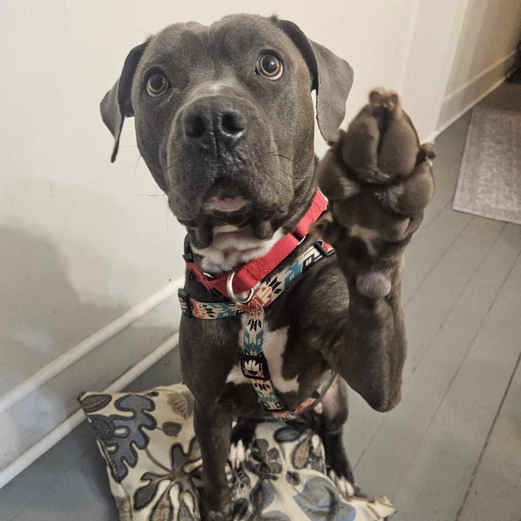 Enlarge Hippolyta Freeman, a Adoptable Mixed Breed in Philadelphia, PA image 5/6