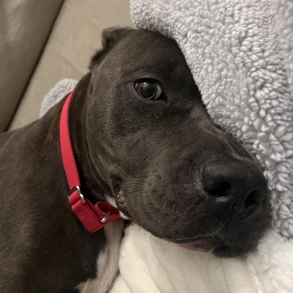 Enlarge Hippolyta Freeman, a Adoptable Mixed Breed in Philadelphia, PA image 6/6