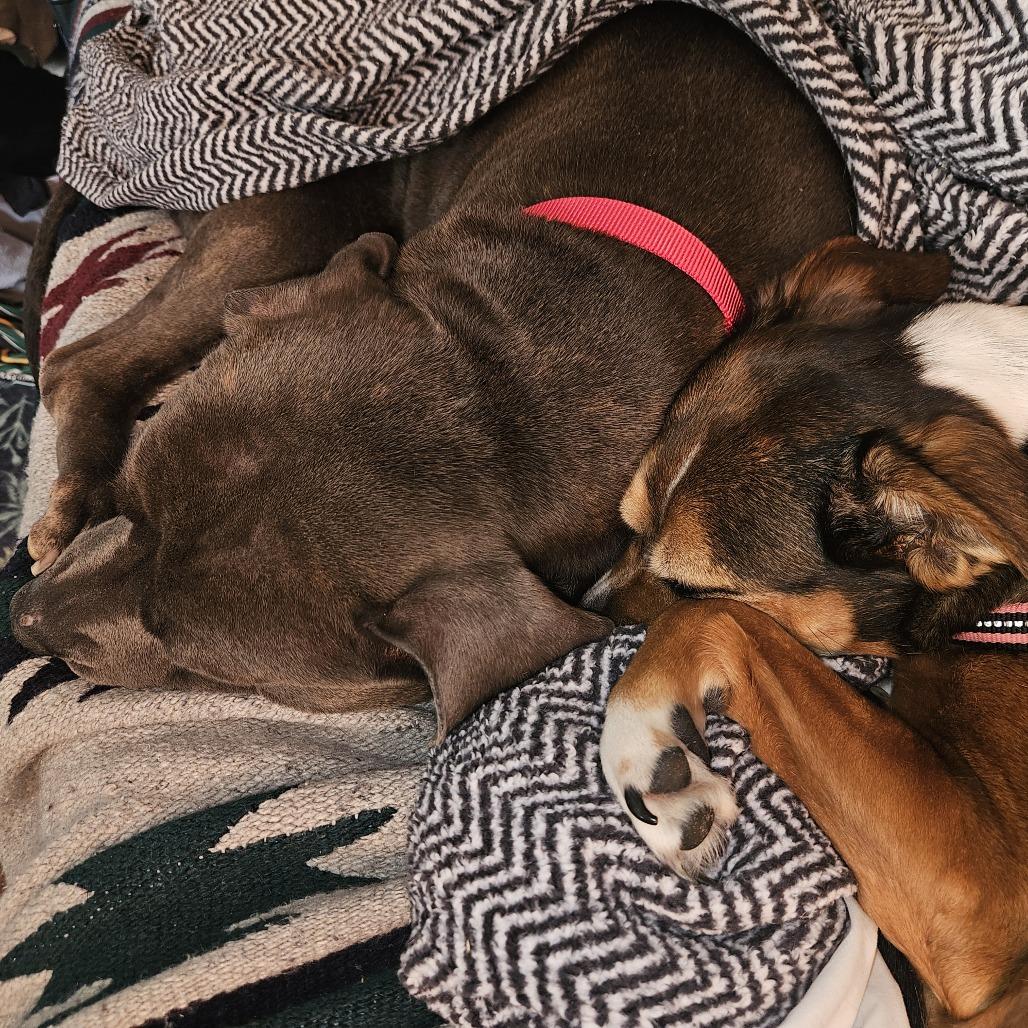 Enlarge Hippolyta Freeman, a Adoptable Mixed Breed in Philadelphia, PA image 6/6