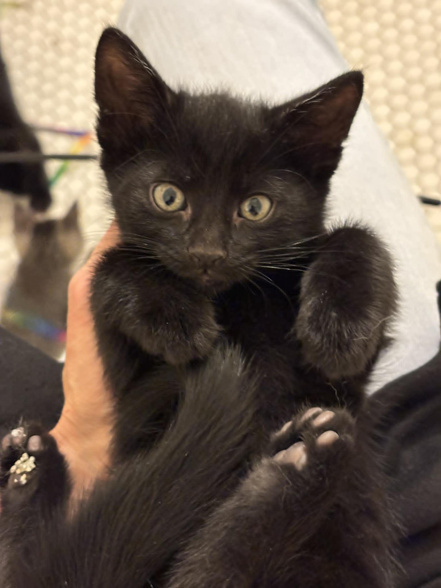 Starling, Adopted, Kitten Female Domestic Short Hair.