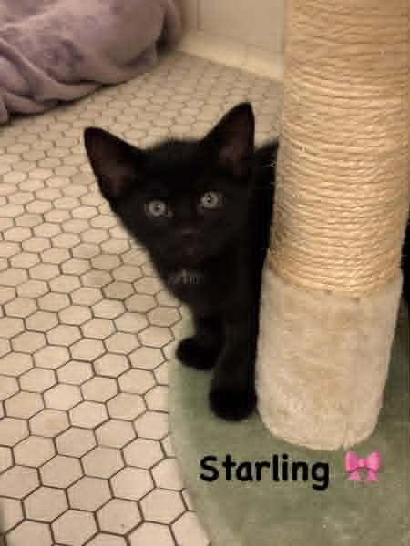 Enlarge Starling, a Adopted Domestic Short Hair in Pittsburgh, PA image 2/5