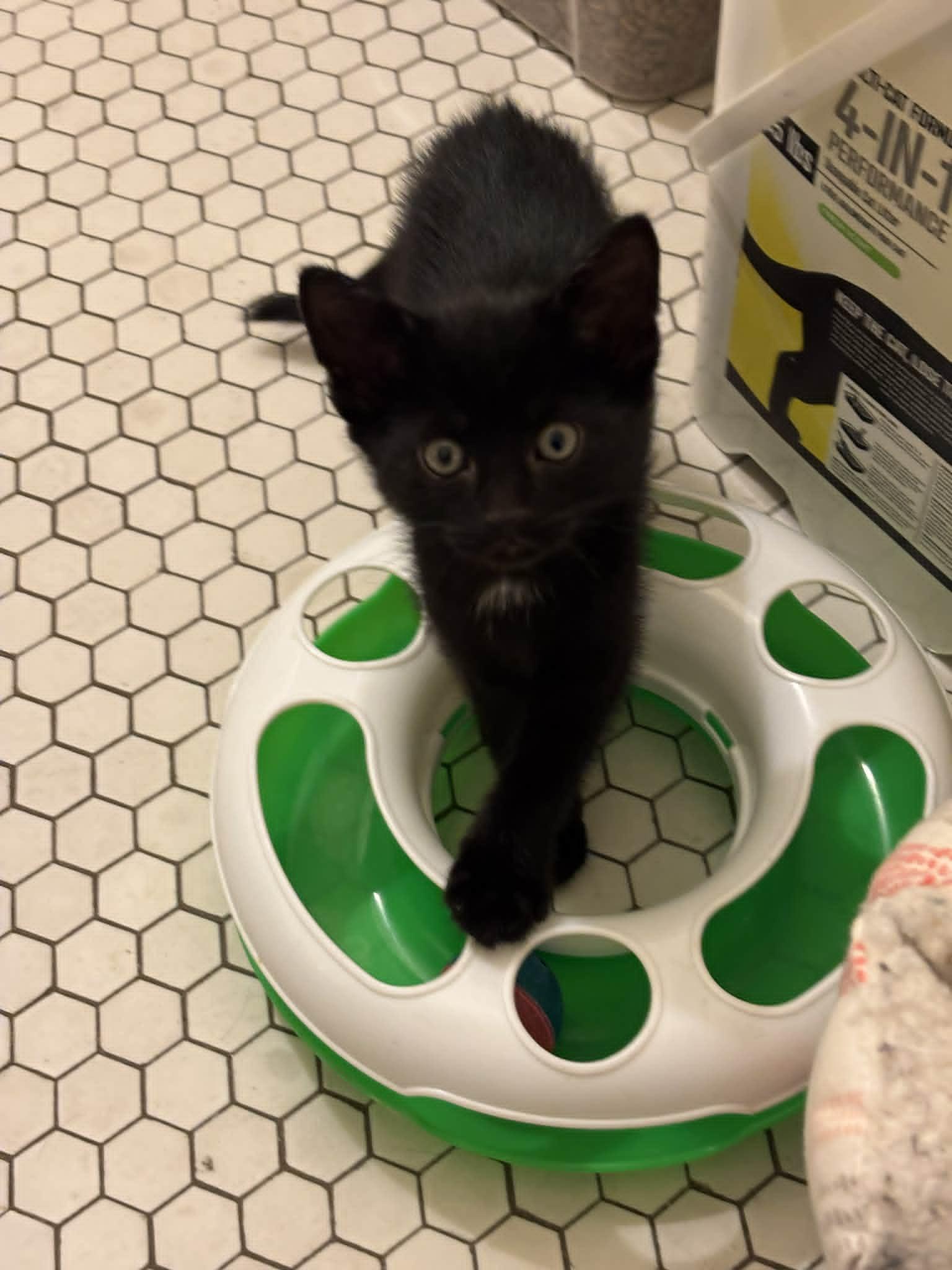 Enlarge Starling, a Adopted Domestic Short Hair in Pittsburgh, PA image 5/5