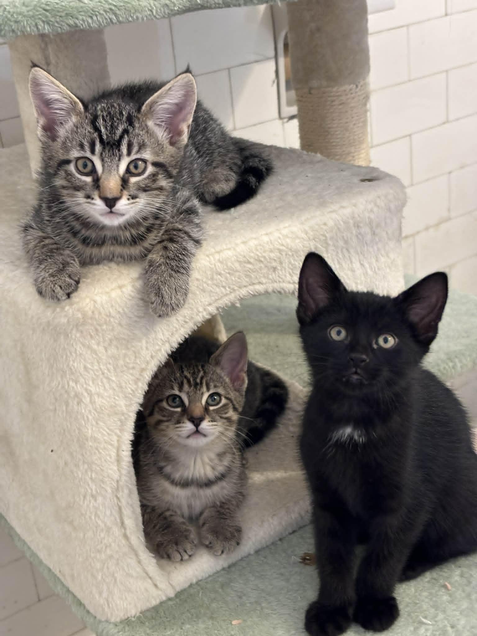 Enlarge Starling, a Adopted Domestic Short Hair in Pittsburgh, PA image 4/5