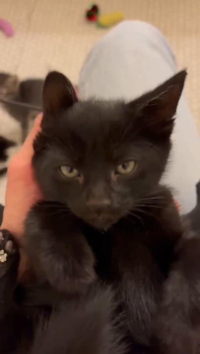 Enlarge Starling, a Adopted Domestic Short Hair in Pittsburgh, PA video 3/5