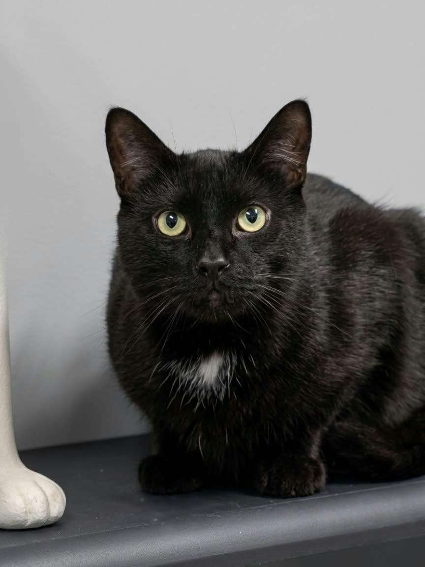 Enlarge Mouse, a Adopted Domestic Short Hair in Mississauga, ON image 1/2